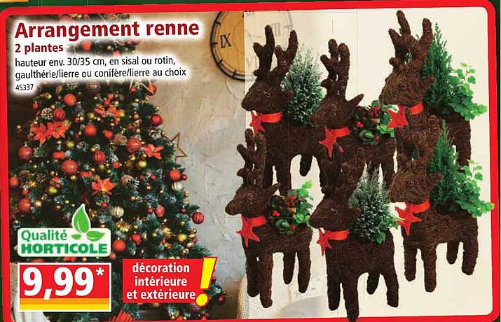 arrangement renne 2 plantes