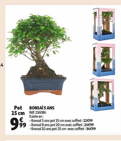 bonsaï 5 ans