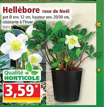 hellébore rose de noël