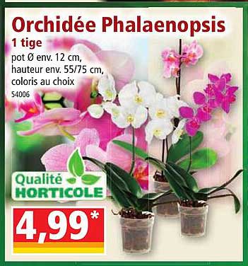 orchidée phalaenopsis 1 tige