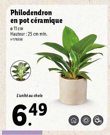philodendron princess orange Philodendron Orange Princess Medium Sized Plant Without Pot  vridhigarden
