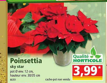 poinsettia sky star