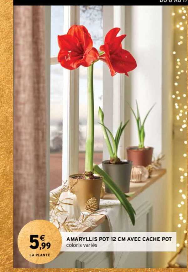 amaryllis pot 12 cm avec cache pot