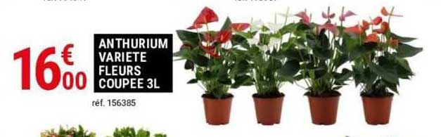 anthurium variété fleurs coupée 3 l