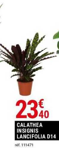 calathea insignis lancifolia d14