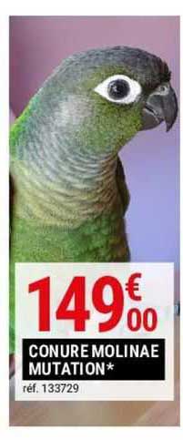 conure molinae mutation