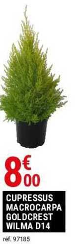 cupressus macrocarpa goldcrest wilma d14