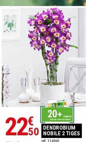 dendrobium nobile 2 tiges