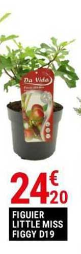 figuier little miss figgy d19