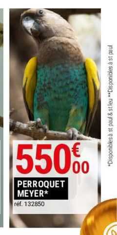 perroquet meyer