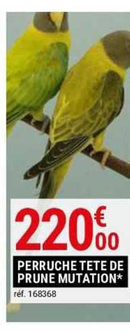 perruche tête de prune mutation