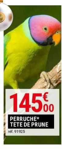 Perruche Tête De Prune