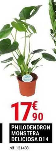 philodendron monstera deliciosa d14