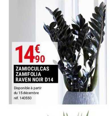 zamioculcas zamifolia raven noir d14