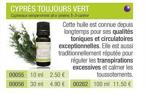 cyprès toujours vert