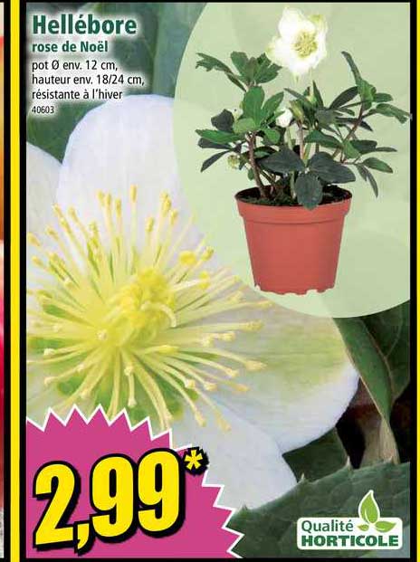 hellébore rose de noël