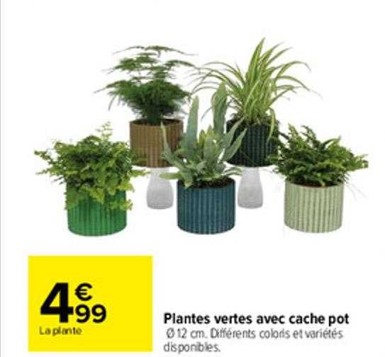 Plantes Vertes Avec Cache Pot