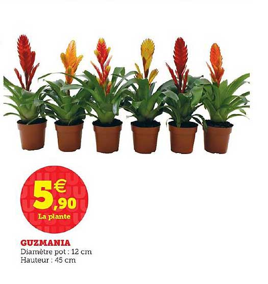 Guzmania
