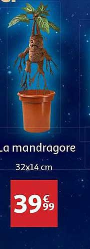 la mandragore