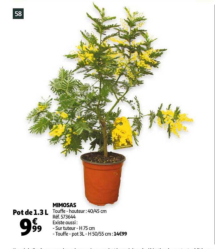 Mimosas