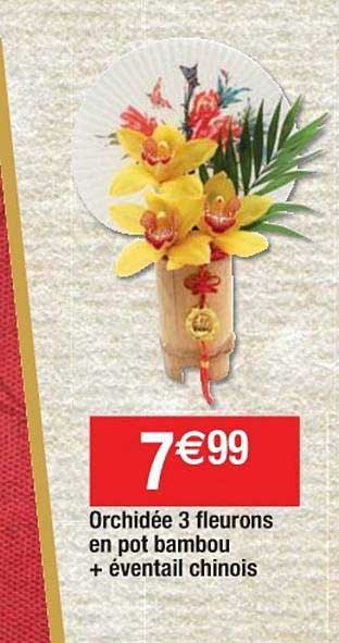 orchidée 3 fleurons en pot bambou + éventail chinois