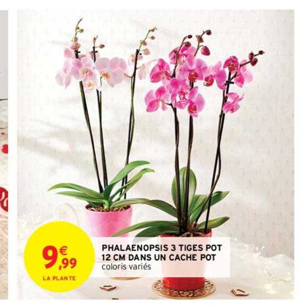 phalaenopsis 3 tiges pot 12 cm dans un cache pot