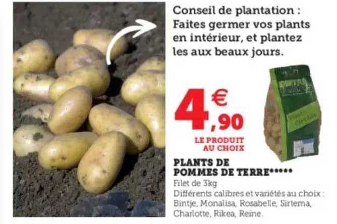 plants de pommes de terre