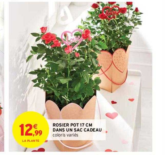 rosier pot 17 cm dans un sac cadeau