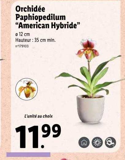 orchidée paphiopedilum "american hybride"