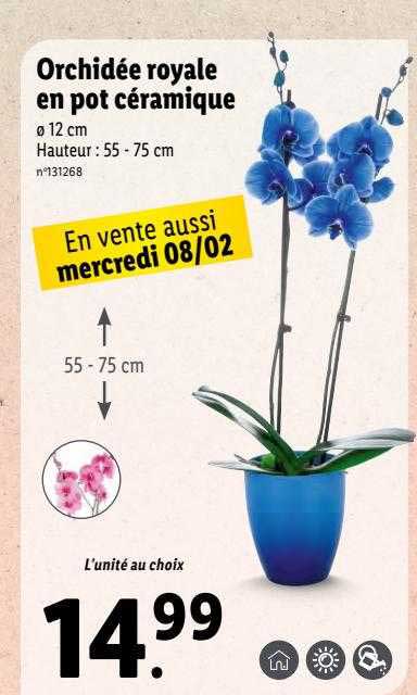 Orchidée Royale En Pot Céramique