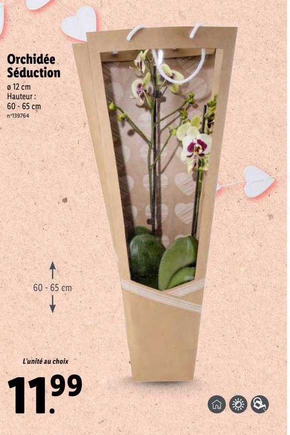 Orchidée Séduction