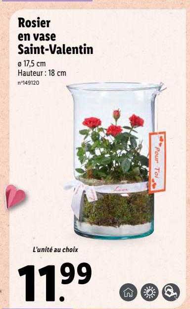 Rosier En Vase Saint-valentin
