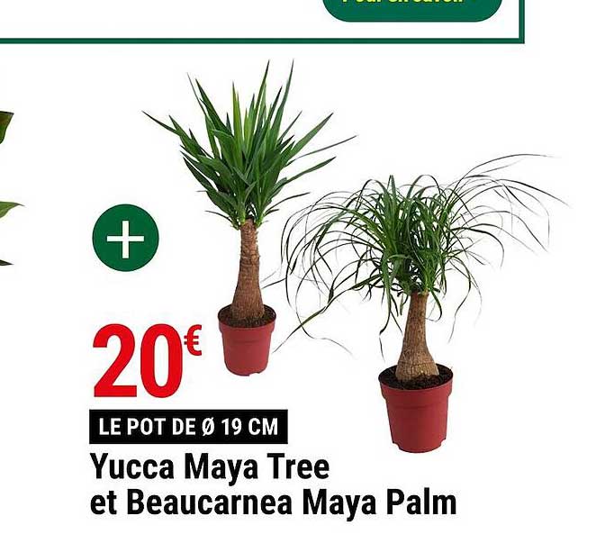 yucca maya tree et beaucarnea maya palm