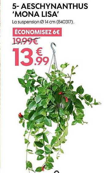 easchynanthus 'mona lisa"