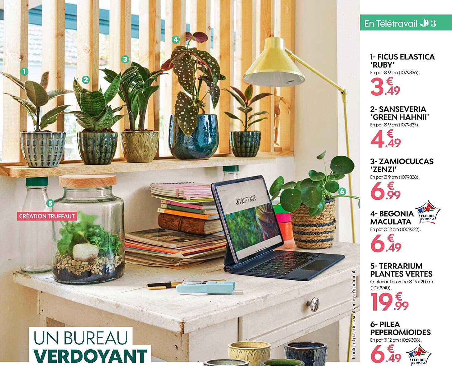 ficus elastica 'ruby', sanseveria 'green hahnii', zamioculcas 'zenzi', begonia maculata, terrarium plantes vertes, pilea peperomioides