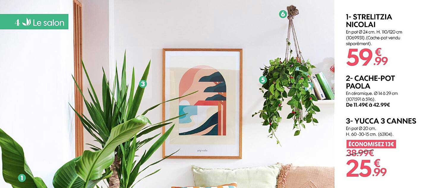 le salon  : strelitzia nicolai, cache-pot paola, yucca 3 cannes