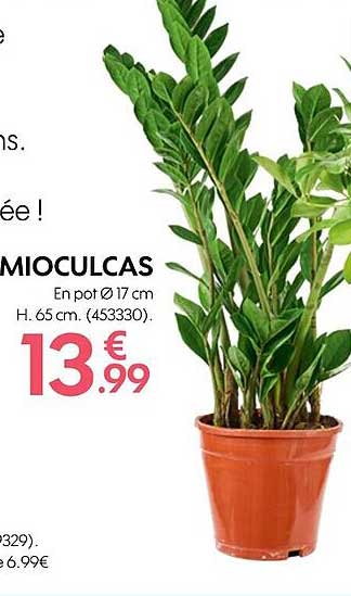 Mioculcas