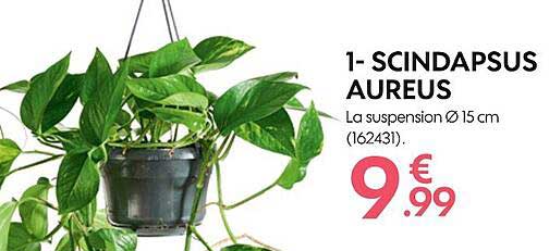 scindapsus aureus