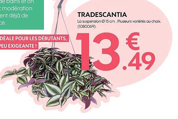 tradescantia