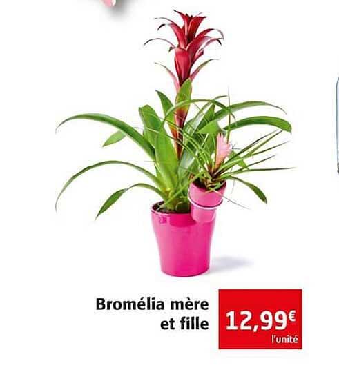 bromélia mère et fille