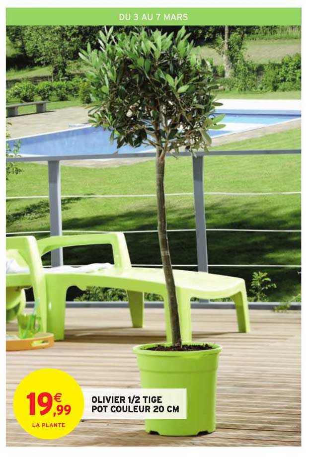 olivier 1-2 tige pot couleur 20 cm