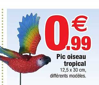 pic oiseau tropical
