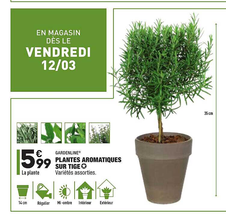 plantes aromatiques sur tige gardenline