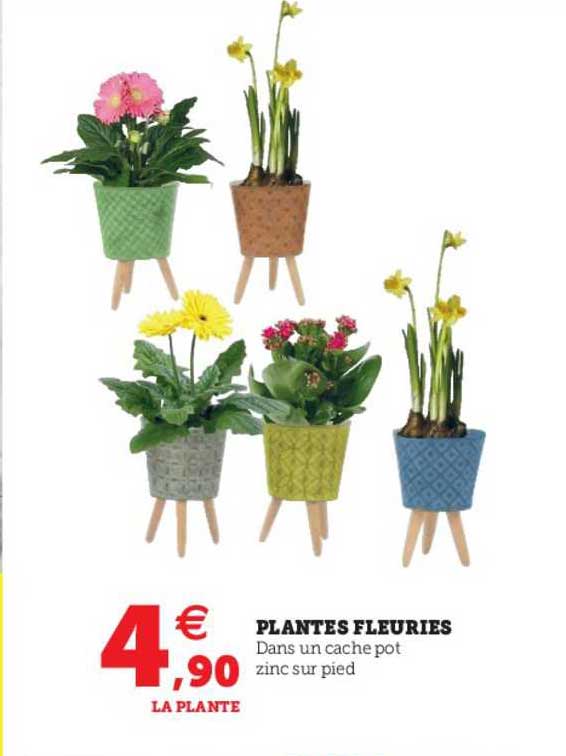 plantes fleuries