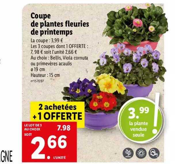 coupe de plantes fleuries de printemps