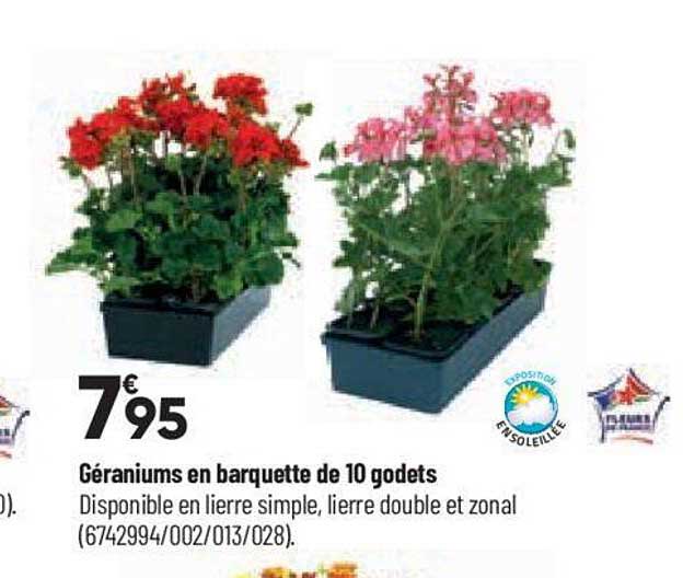 géraniums en barquette de 10 godets