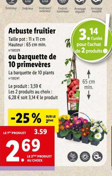 Arbuste Fruitier Ou Barquette De 10 Primevères