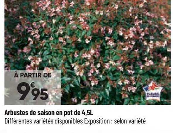 Arbustes De Saison En Pot De 4,5l