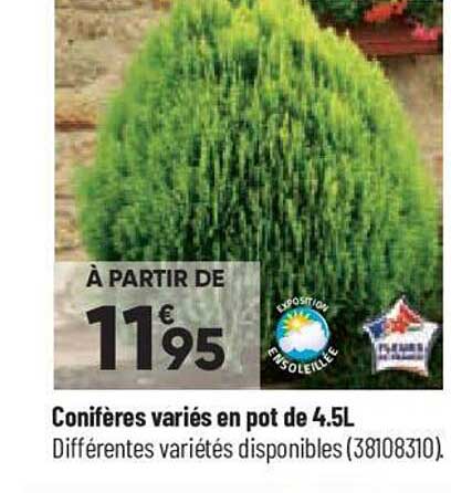 conifères variés en pot de 4.5l