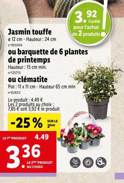 jasmin touffe ou barquette de 6 plantes de printemps ou clématite